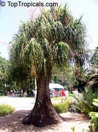 Beaucarnea recurvata, Nolina recurvata, Ponytail Palm, Pony Tail, Bottle Palm, Nolina, Elephant-foot Tree

Click to see full-size image