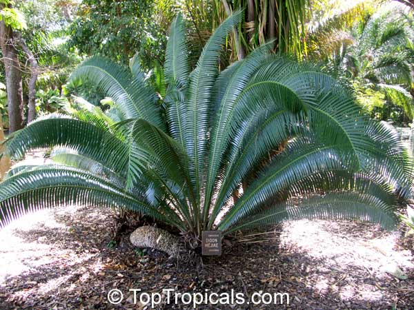 Dioon sp., Virgin Palm. Dioon mejiae (Honduras)