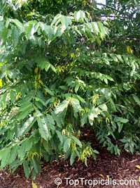 Cananga odorata, Unona odoratissima, Ylang Ylang, Perfume Tree, Chanel #5 Tree, Ilang-ilang, Maramar

Click to see full-size image