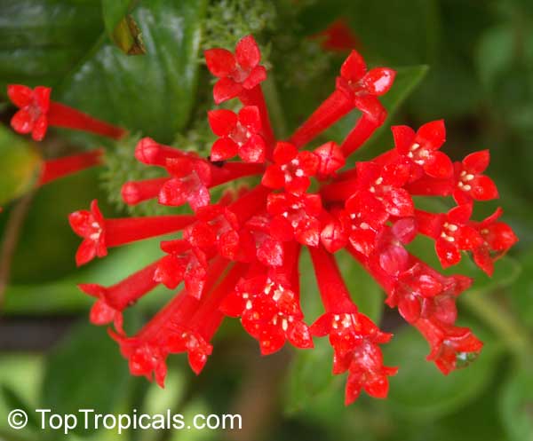 Bouvardia ternifolia, Scarlet Bourvardia, Trumpetilla, Firecracker Bush, Hummingbird Flower