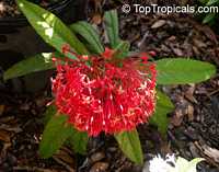 Ixora sp., Jungle Flame, Needle Flower

Click to see full-size image