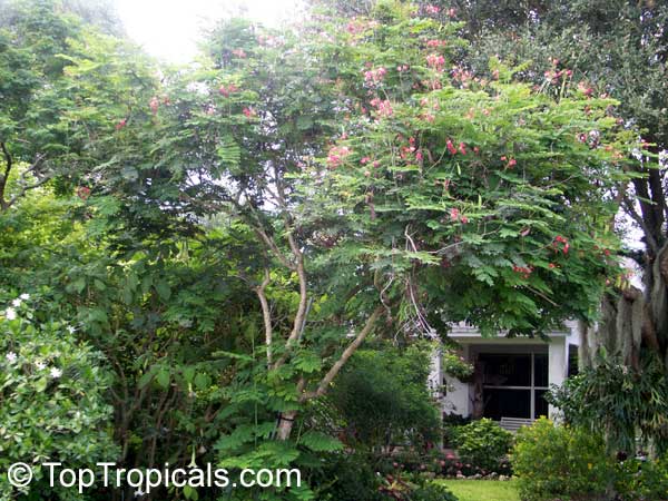 Caesalpinia Pulcherrima Compton Poinciana Pulcherrima Pride Of Barbados Pink Dwarf Poinciana Flower Fence Toptropicals Com