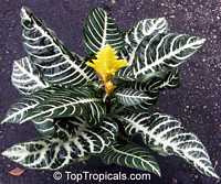 Aphelandra squarrosa, Zebra Plant