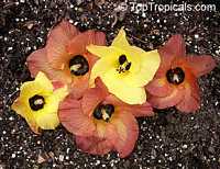 Hibiscus tiliaceus, Talipariti tiliaceum, Mahoe

Click to see full-size image
