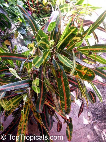 Codiaeum variegatum, Croton. Croton 'Mother-and-Daughters'