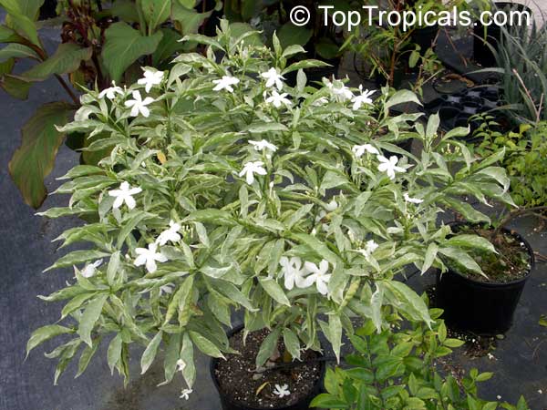 Tabernaemontana sp. variegata, Variegated Tabernaemontana. Tabernaemontana Silver Rain
