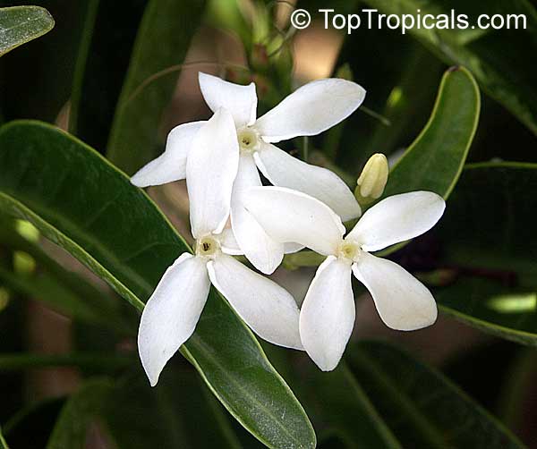 Kopsia sp., White Oleander
