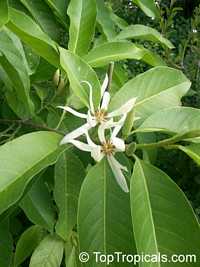 Magnolia x Alba, Michelia x Alba, White Champak, Pak-Lan, Banana Shrub, Cempaka Putih, Bai Yu Lan ( white-jade flower), Bai Yu Lan, Safa

Click to see full-size image