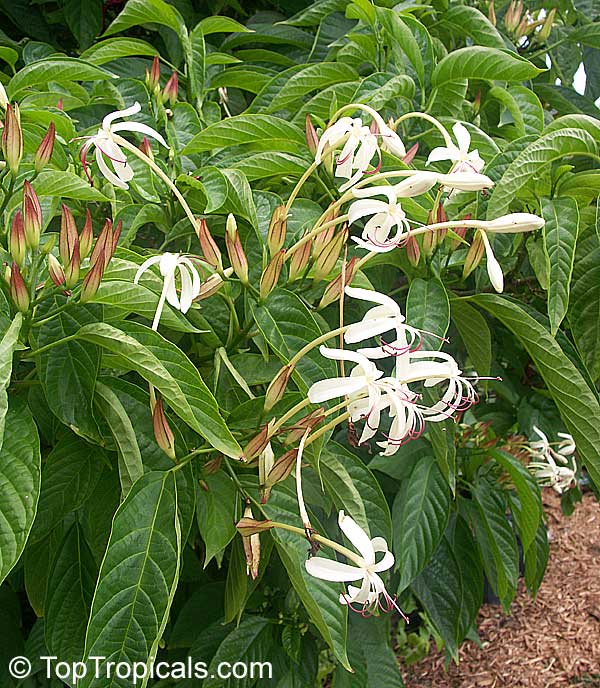 Clerodendrum minahasse - Fountain Clerodendrum