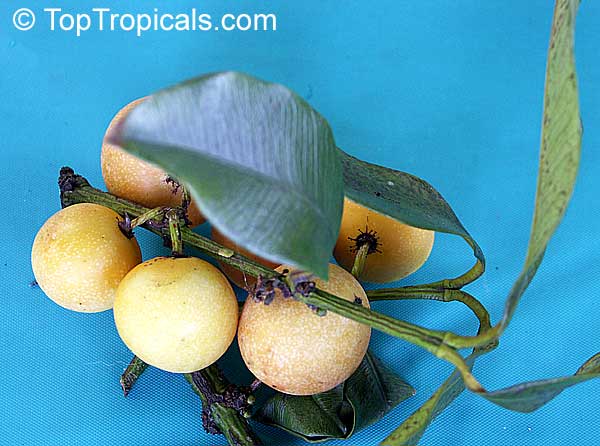 Rheedia edulis, Garcinia intermedia, Calophyllum edule, Monkey Fruit, Sastra, Cherry Mangosteen, Lemon Drop Mangosteen