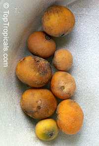 Marlierea edulis, Rubachia glomerata, Cambuca, Cambuca-Verdadeiro, Cambucaseiros

Click to see full-size image