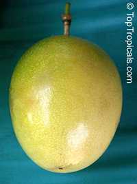 Passiflora quadrangularis (Гигантская гранадилла) - растение