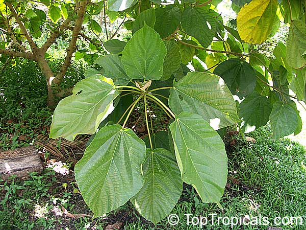Ficus auriculata, Ficus roxburghii, Elephant ear fig tree, Giant Indian Fig