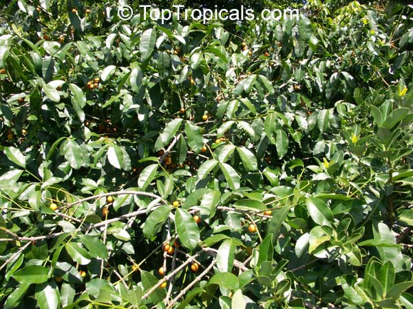 Rheedia edulis, Garcinia intermedia, Calophyllum edule, Monkey Fruit, Sastra, Cherry Mangosteen, Lemon Drop Mangosteen