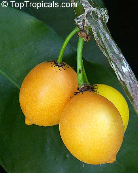 Garcinia edulis - Lemon Drop Mangosteen, Madrono