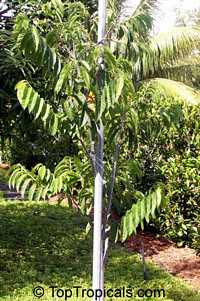 Annona reticulata, Custard Apple (Chirimoya - Cuba), Corazon

Click to see full-size image