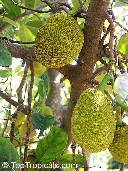 Jackfruit tree Thai Globe (Kun Wi Chan), Artocarpus heterophyllus