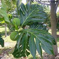 Artocarpus altilis, Artocarpus communis, Breadfruit

Click to see full-size image
