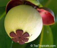 Garcinia mangostana, Mangosteen

Click to see full-size image