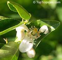 Citrus aurantifolia, Mexican Lime, Key lime, West Indian lime

Click to see full-size image