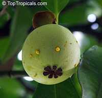 Garcinia mangostana, Mangosteen

Click to see full-size image