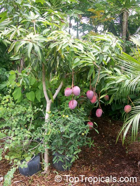 Mangifera indica, Mango