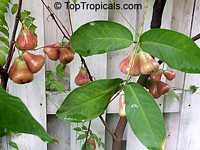 Syzygium samarangense, Syzygium javanicum, Eugenia javanica, Wax jamboo, Java apple, Macopa

Click to see full-size image