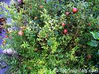 Punica granatum, Pomegranate, Granada, Grenade, Pomegranate, Granada, Anar, Granaatappel, Pomo Granato, Romeira, Melo Grano

Click to see full-size image