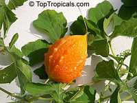 Momordica charantia, Bitter Melon, Balsam Apple, Balsam Pear, Karela

Click to see full-size image
