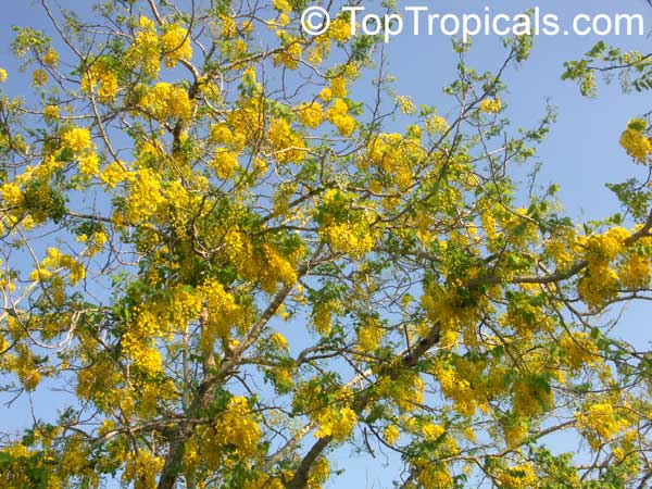 Cassia fistula, Golden Shower Tree, Indian Laburnum, Ratchaphruek