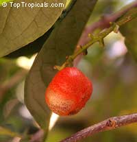 Bunchosia argentea, Peanut Butter Fruit Tree, Ciruela Del Monte

Click to see full-size image