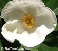 Gordonia lasianthus, Loblolly Bay

Click to see full-size image