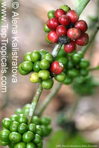 Coffea arabica, Coffee

Click to see full-size image