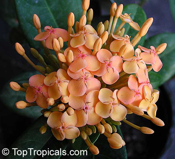 Ixora sp., Jungle Flame, Needle Flower. Ixora Maui Yellow
