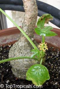 Jatropha podagrica, Gout Plant, Gout Stick, Buddha Belly, Guatemala Rhubarb, Tartogo

Click to see full-size image