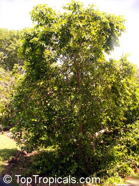 Flacourtia indica, Governors plum, Madagascar Plum, Batoko palm
