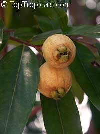 Syzygium jambos, Eugenia jambos, Jambosa jambos, Rose apple, Malabar Plum, Pomme rosa