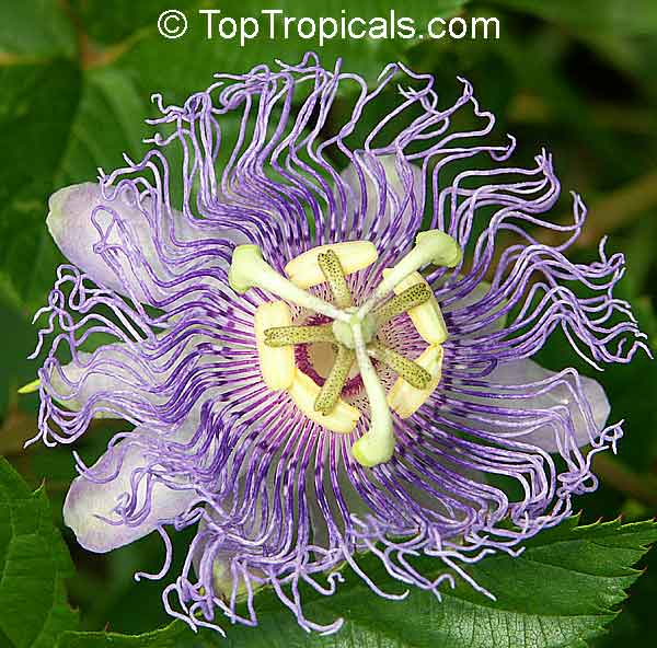 Passiflora sp., Passion Flower - TopTropicals.com