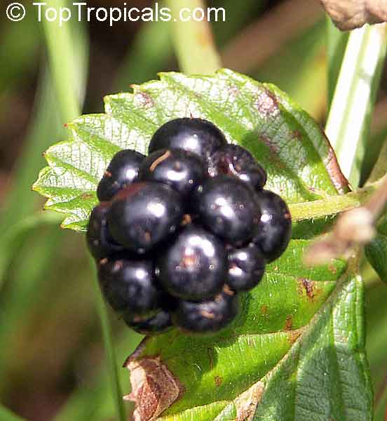 Rubus hybrid, Brazos Blackberry, Black Raspberry