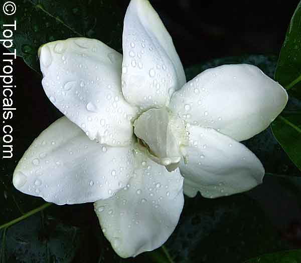Gardenia taitensis Heaven Scent, Tahiti Gardenia