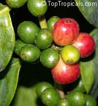Coffea arabica (Кофе аравийский) - растение