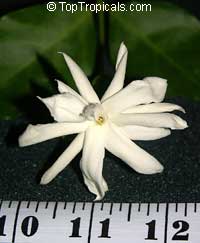 Jasminum sambac Belle of India Elongata, Nyctanthes sambac, Belle of India

Click to see full-size image