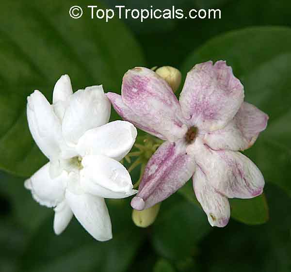 Jasminum sambac Maid of Orleans, Nyctanthes sambac, Maid of Orleans,  Arabian Jasmine, Hawaiian Pikake, Sampaguitas, Sumpa