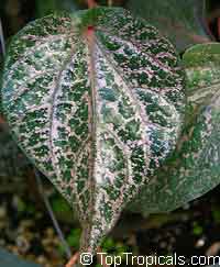 Piper ornatum, Piper crocatum, Celebes pepper

Click to see full-size image