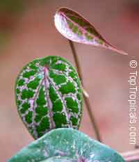 Piper ornatum, Piper crocatum, Celebes pepper

Click to see full-size image
