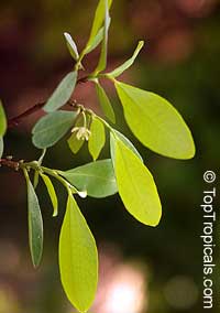 Erythroxylum coca, Huanuco, Coca

Click to see full-size image