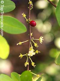 Erythroxylum coca, Huanuco, Coca

Click to see full-size image