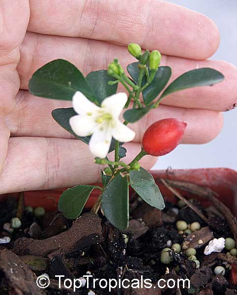 Murraya exotica Minima - Miniature Orange Jasmine