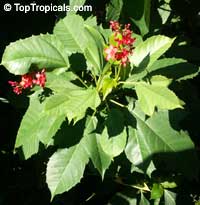 Jatropha sp., Coral Plant

Click to see full-size image