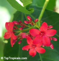 Jatropha sp., Coral Plant